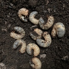 [もうすぐ終了]  カブト虫の幼虫