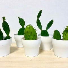おしゃれな観葉植物　3pcsで¥1500