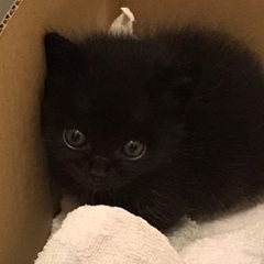 黒猫　赤ちゃん　生後1ヶ月