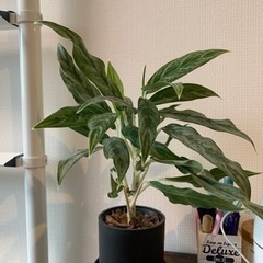 観葉植物　a