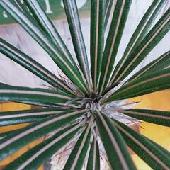 【観葉植物】パキポディウム　ゲアイー①の画像