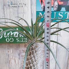 【観葉植物】パキポディウム　ゲアイー①の画像