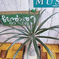 【観葉植物】パキポディウム　ゲアイー①の画像