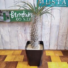 【観葉植物】パキポディウム　ゲアイー①