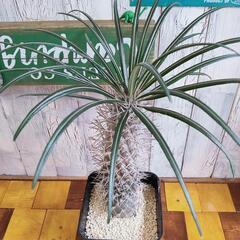 【観葉植物】パキポディウム　ゲアイー①の画像