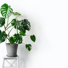 植物が大好きな友達募集中