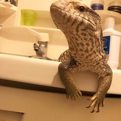 サバンナモニター♂アダルト