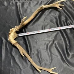鹿の角