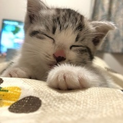 【里親募集】子猫 【福島県いわき市】