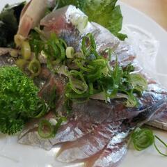 🌅船で海釣り🐟知多半島メンバー募集