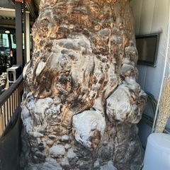 代理出品 古木の画像