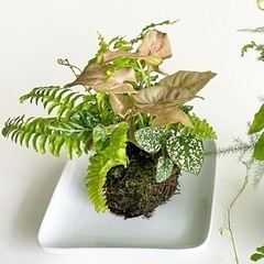 【6/25(土)開催】苔玉ワークショップ🌳観葉植物を使った苔玉で夏を先取り♪の画像