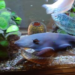 熱帯魚　セット