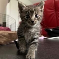 生後約1.5ヶ月の仔猫1匹 黒トラちゃん