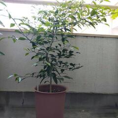 柑橘の苗木 ☆レモンやみかんの木が好きな方におすすめ☆
