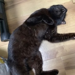 甘えん坊のイケメンカギしっぽ君