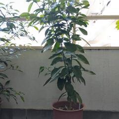 柑橘の苗木 ☆みかんやレモンの木が好きな方におすすめ☆