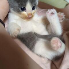 野良猫シャム系が産んだ子猫オス♂