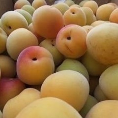 梅干しが作りたいです生梅募集します。