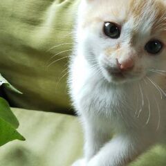 生後2ヶ月ぐらいの2匹の子猫の里親募集しています！