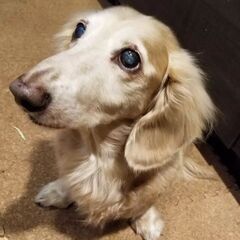 ドッグサロンひまわり🌻 - ペット