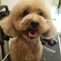 ドッグサロンひまわり🌻 - 横浜市