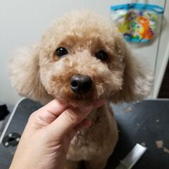 ドッグサロンひまわり🌻 - 地元のお店