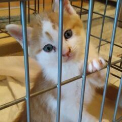 山里で生まれた子猫です（オスA）。