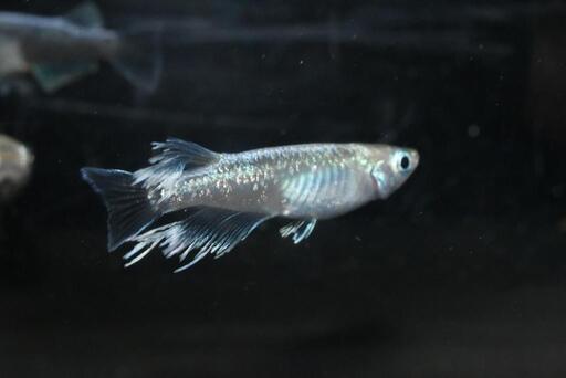 メダカ マリアージュロングフィン 若魚 8匹
