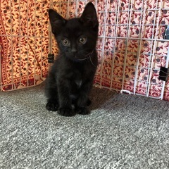 オス、メスの可愛い子猫の家族をさがしています。