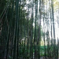 竹ど➰ぞ❗️😊の画像