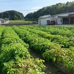 予約不要【無農薬】新ジャガ　キタアカリ　500g  (農福連携事業)