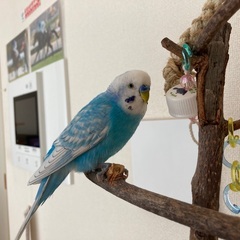 迷子になったセキセイインコを探しています！