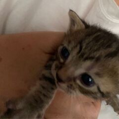 子猫オス、メス生後1ヶ月から2ヶ月