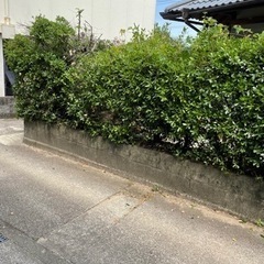 ウバメガシの中古が安い！激安で譲ります・無料であげます｜ジモティー