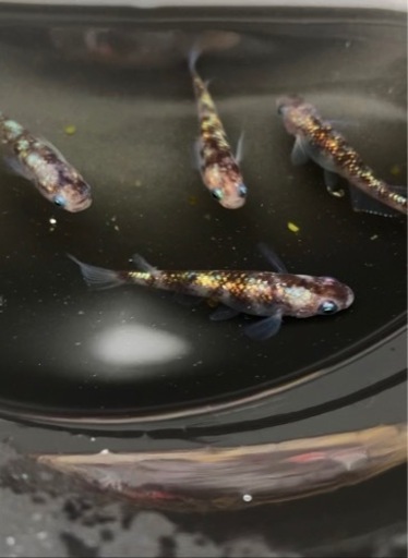 メダカ　白ブチラメ幹之サファイア系
