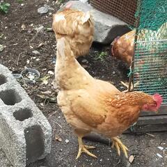 飼っていた父親が他界したのでどなたかもらっていただきたいてす。