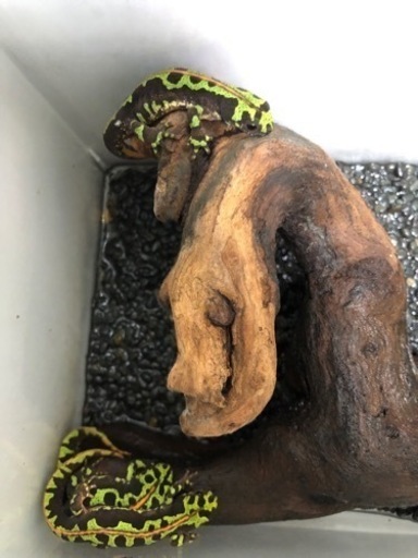マダライモリ3匹