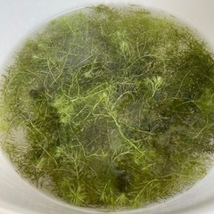 水草 マヤカ