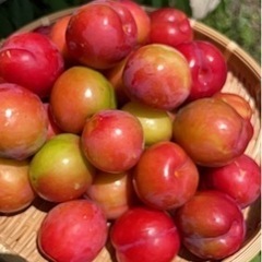 プラム700g無農薬　無消毒