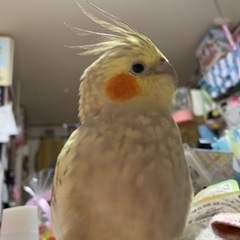 オカメインコを探しています