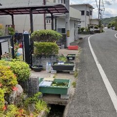 メダカを無料で譲ります‼️