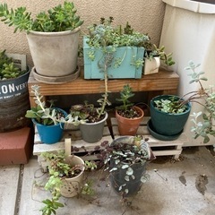 多肉植物　全ていかがですか？(^^)