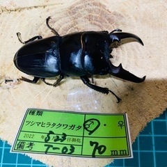 ④ツシマヒラタ　　新成虫ペアの販売