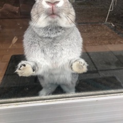ネザーランドドワーフ♀ − 滋賀県