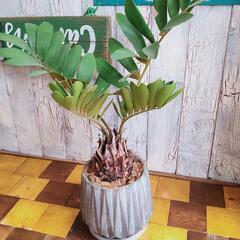 【観葉植物】ザミア　受皿付