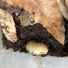天然カブトムシ幼虫　2匹