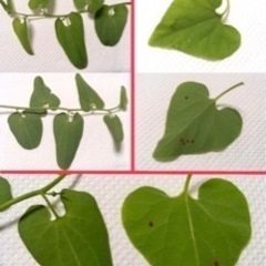 ウマノスズクサを探しています。