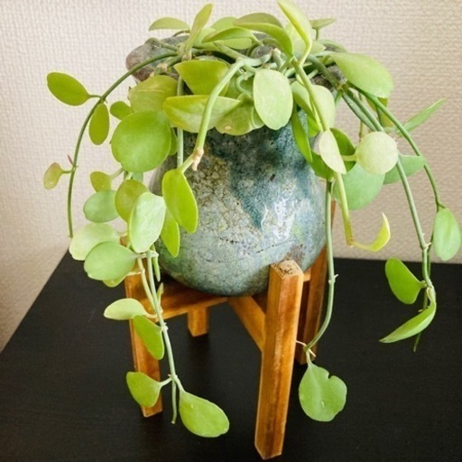 ディスキディア 観葉植物 鉢とスタンド付き