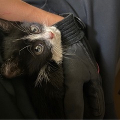 子猫 里親探しています🙇🏻‍♂️